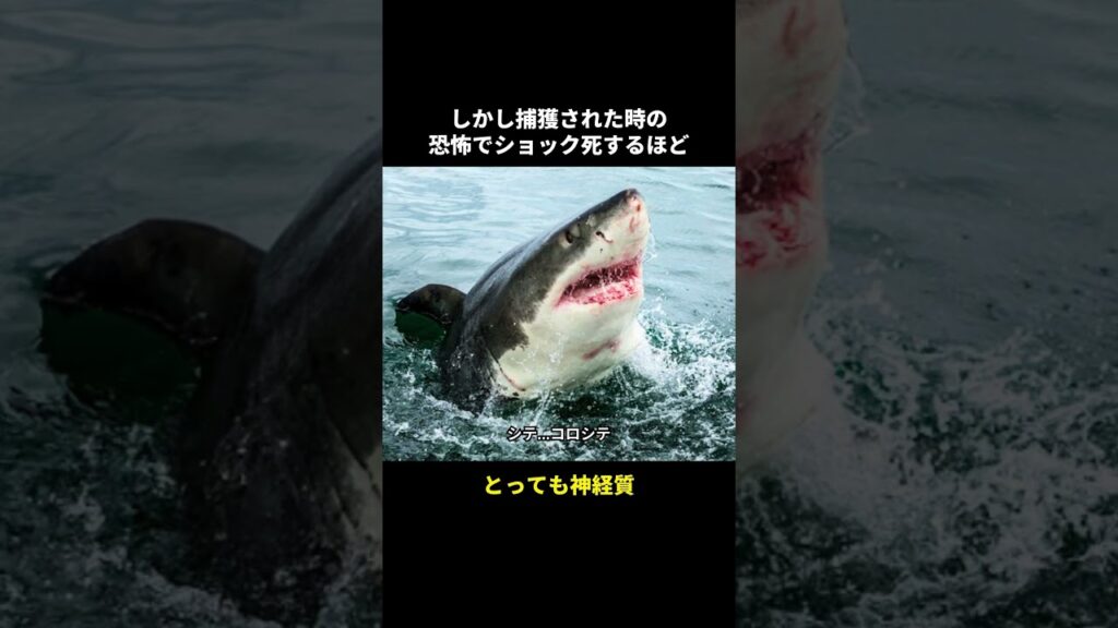 日本最強の鮫ホオジロザメの秘密🤫暴露します🔥 日本最強の鮫ホオジロザメの秘密🤫暴露します🔥